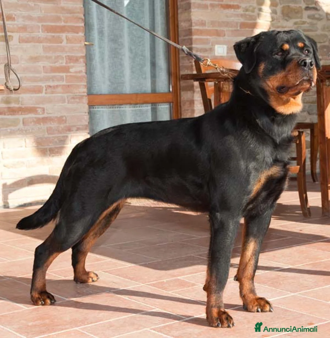 Immagine della galleria {{count}}