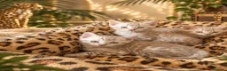 Bengala gatti in vendita: Cuccioli bengala Mink  - Annuncio 5