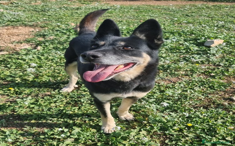 Meticcio cani a Provincia di Como - Annuncio 19