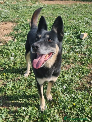Meticcio cani a Provincia di Como - Annuncio 9