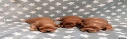 Cavapoo cani in vendita: Cavapoo cuccioli - Annuncio 2