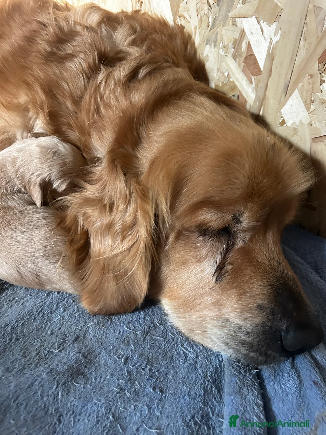 Golden Retriever cani in vendita: Golden Retrivers americani  - Annuncio 10