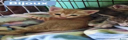 Europeo gatti in regalo: PICCOLI GATTINI - Annuncio 3