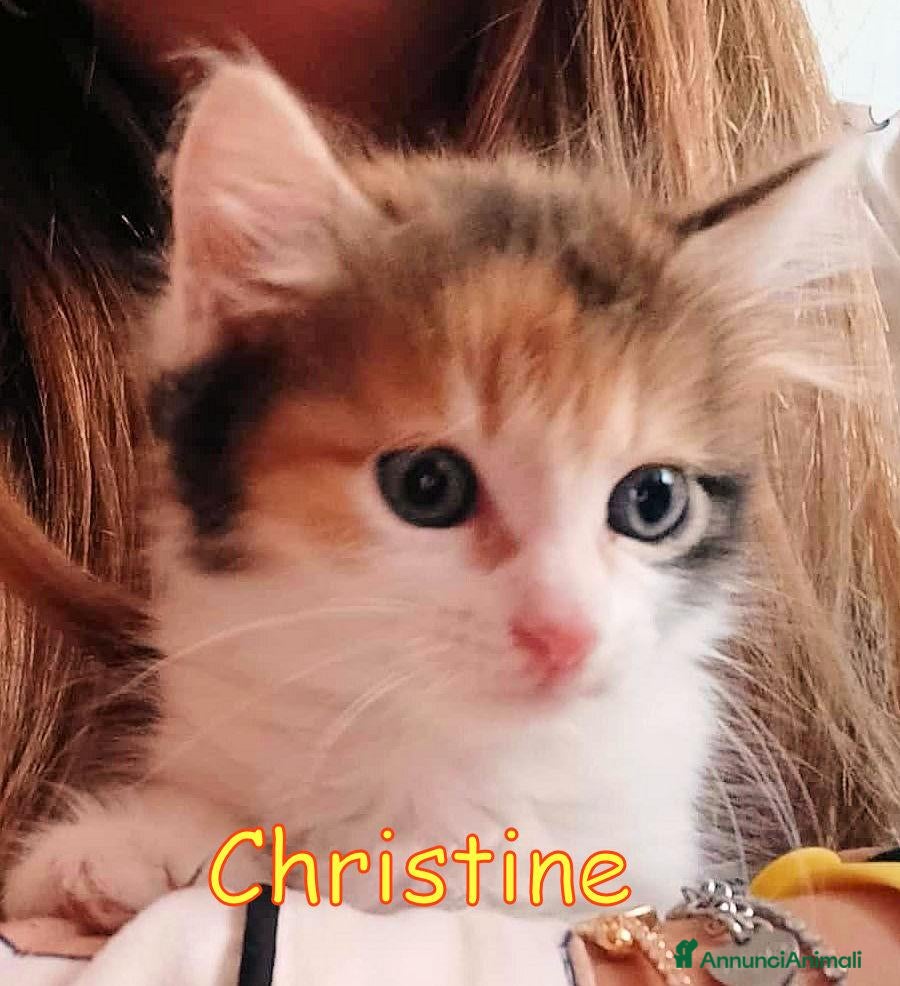 Europeo gatti CHRISTINE   GATTINA PELO LUNGO  - Annuncio 12