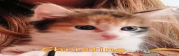 Europeo gatti in regalo: CHRISTINE   GATTINA PELO LUNGO  - Annuncio 1