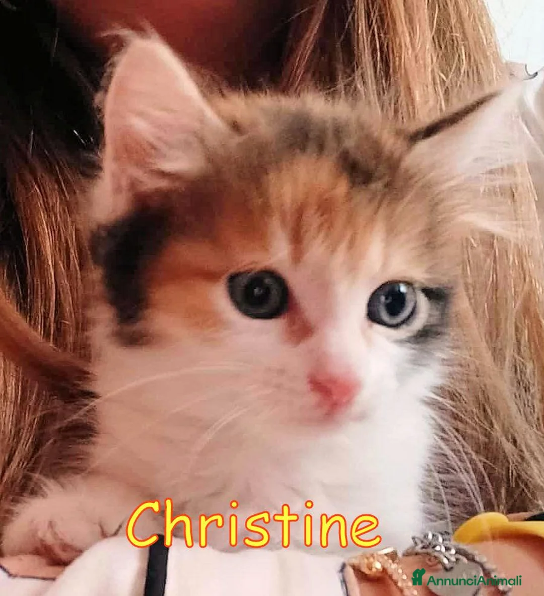 Europeo gatti in regalo: CHRISTINE   GATTINA PELO LUNGO  - Annuncio 1