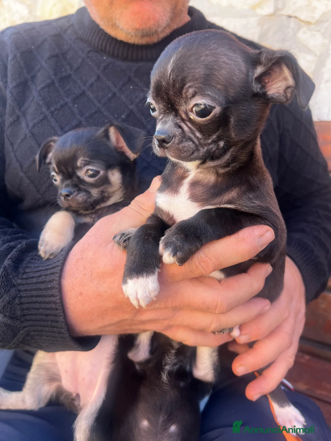 Chihuahua cani in vendita: Chihuahua - Annuncio 1