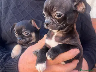 Chihuahua cani Chihuahua - Annuncio 1