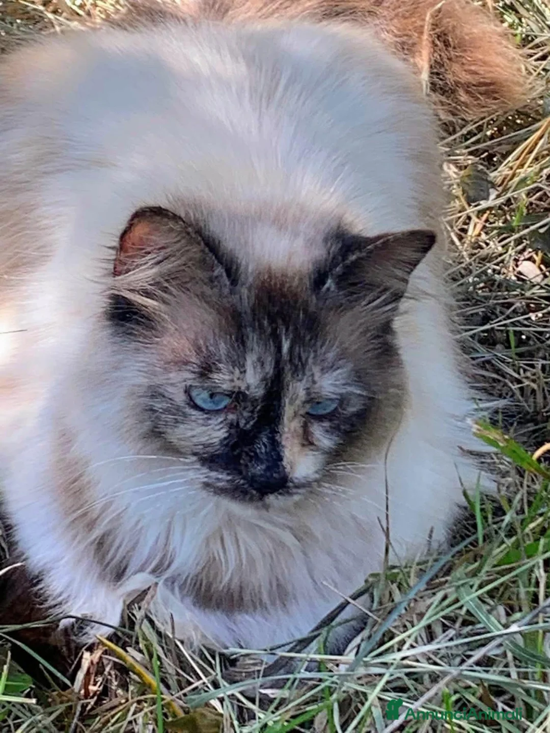 Altre razze gatti in regalo: Bellissima miciona 3 anni  - Annuncio 9