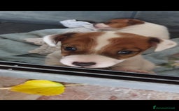 Jack Russell cani in vendita: Vendo cucciolo maschio Jack Russel con pedigree  a Città Metropolitana di Firenze - Immagine 3