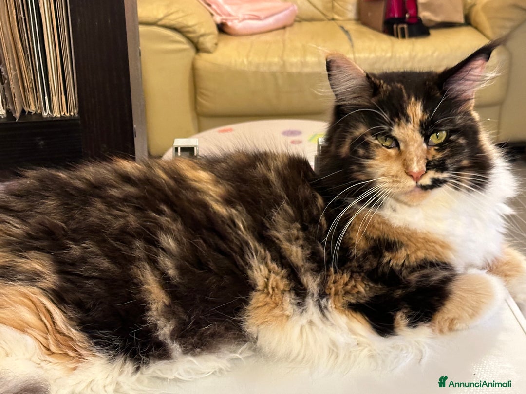 Maine Coon gatti in vendita: Cuccioli di Maine Coon - Immagine 2