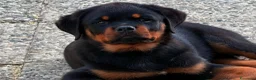 Rottweiler cani in vendita: ROTTWEILER TAGLIA GRANDE LINEA SERBA - Annuncio 1