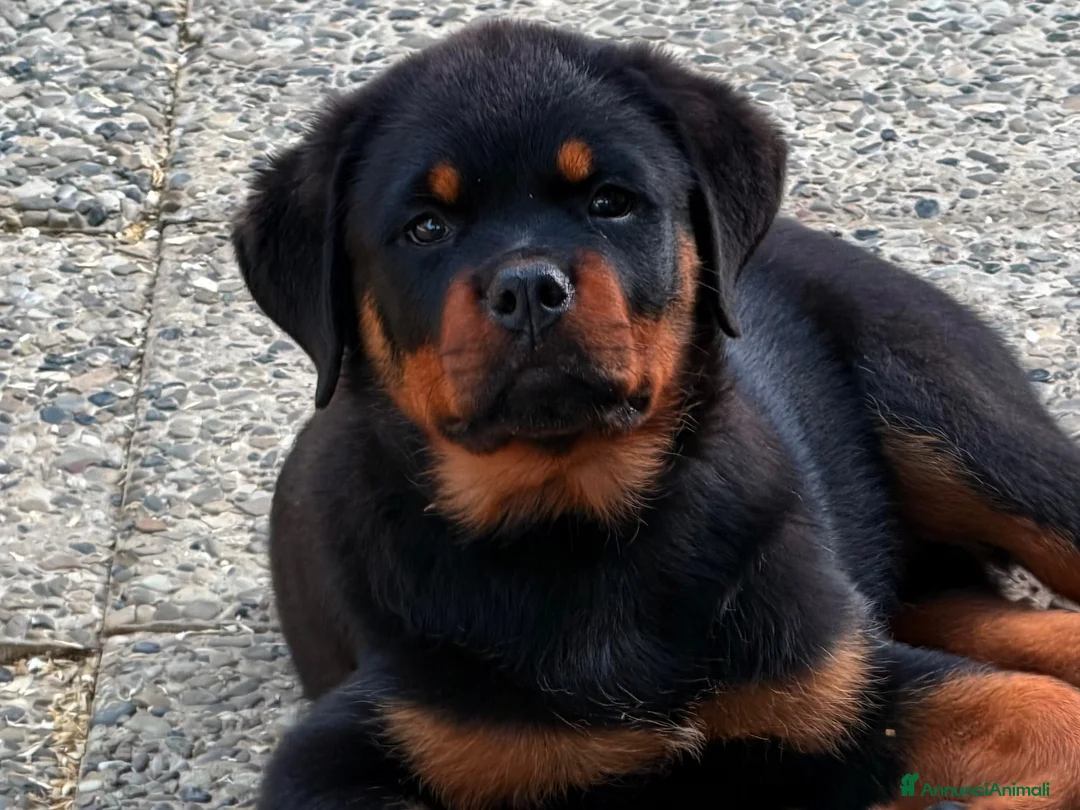 Rottweiler cani in vendita: ROTTWEILER TAGLIA GRANDE LINEA SERBA - Annuncio 1