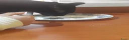 Europeo gatti in regalo: Minu  - Annuncio 2