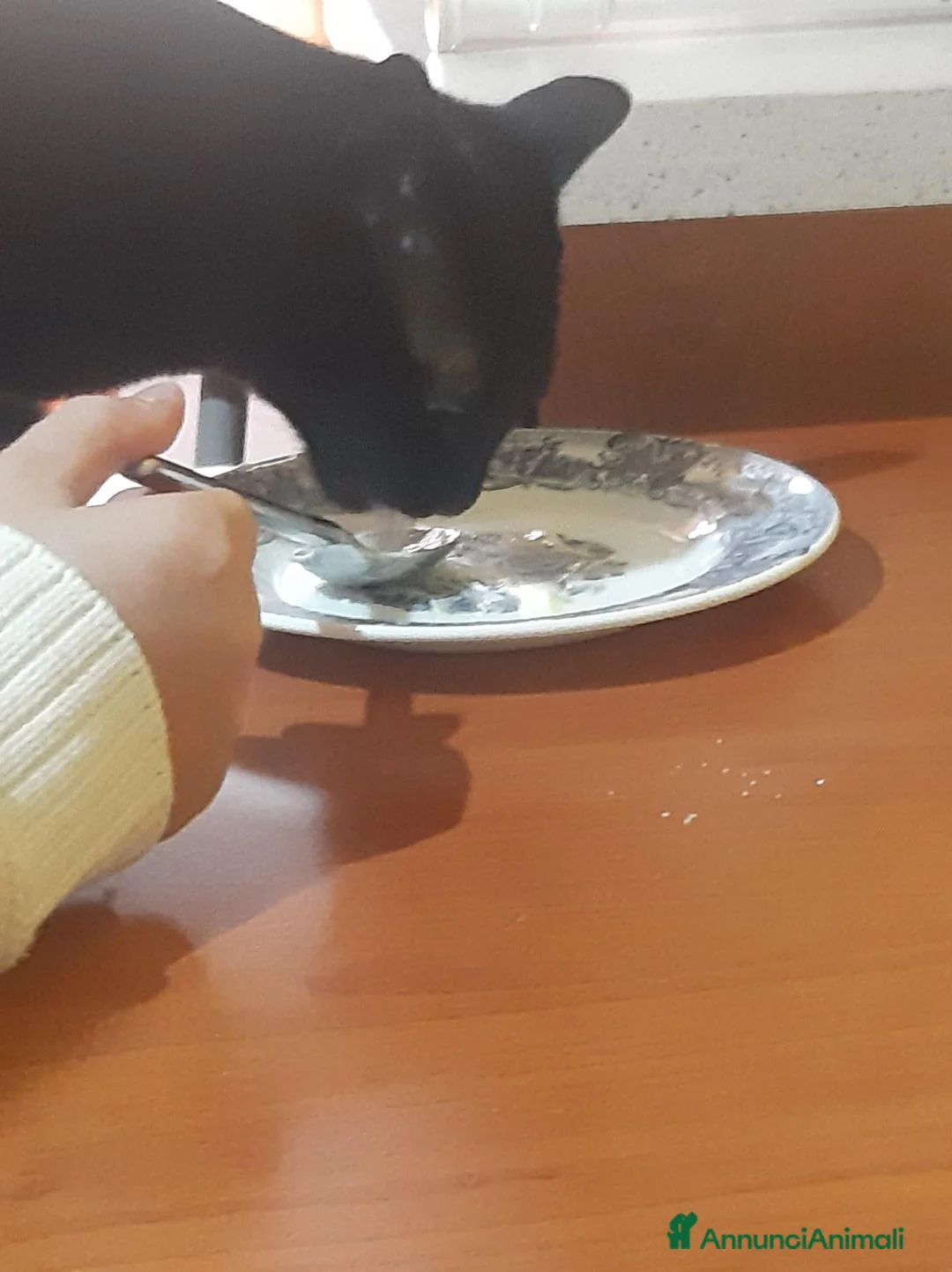 Europeo gatti in regalo: Minu  - Annuncio 2