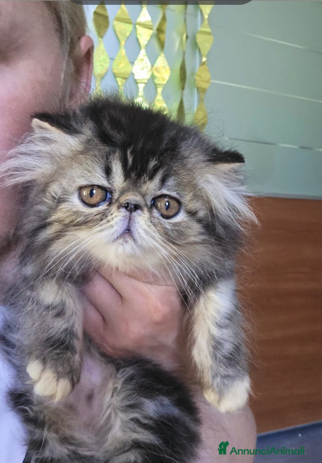 Persiano gatti Gatti persiani  - Annuncio 2
