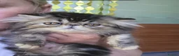 Persiano gatti in vendita: Gatti persiani  - Annuncio 1
