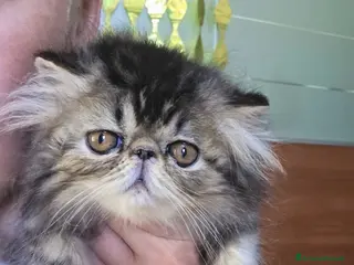 Persiano gatti Gatti persiani - Annuncio 2
