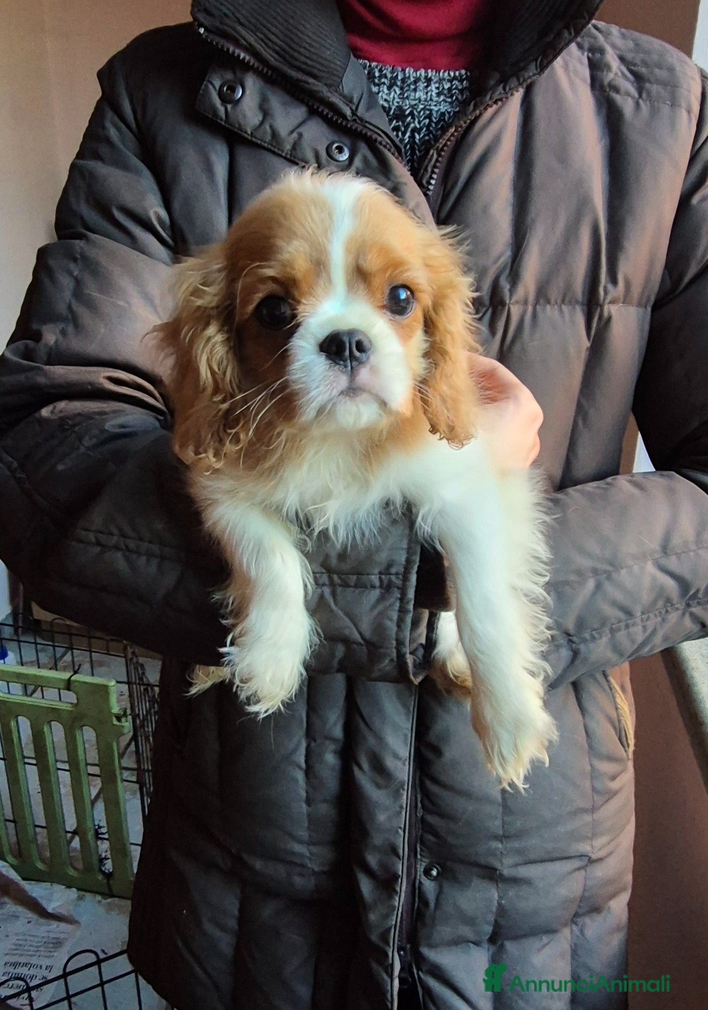Cavalier King cani Cuccioli maschi di Cavalier king - Annuncio 1