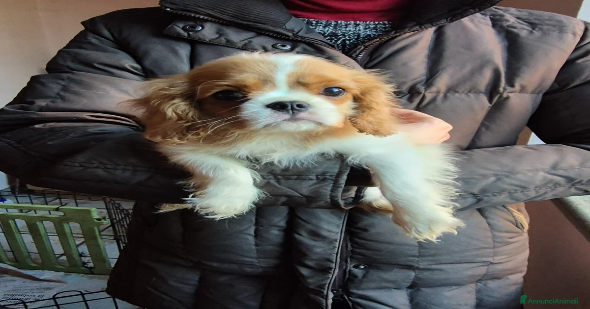 DUOWEI Cavalier King Charles Spaniel - Collana con ciondolo commemorativo a forma di cane, in metallo smaltato, per donne, bambini, ragazze, con catena in acciaio inossidabile, metallo smaltato