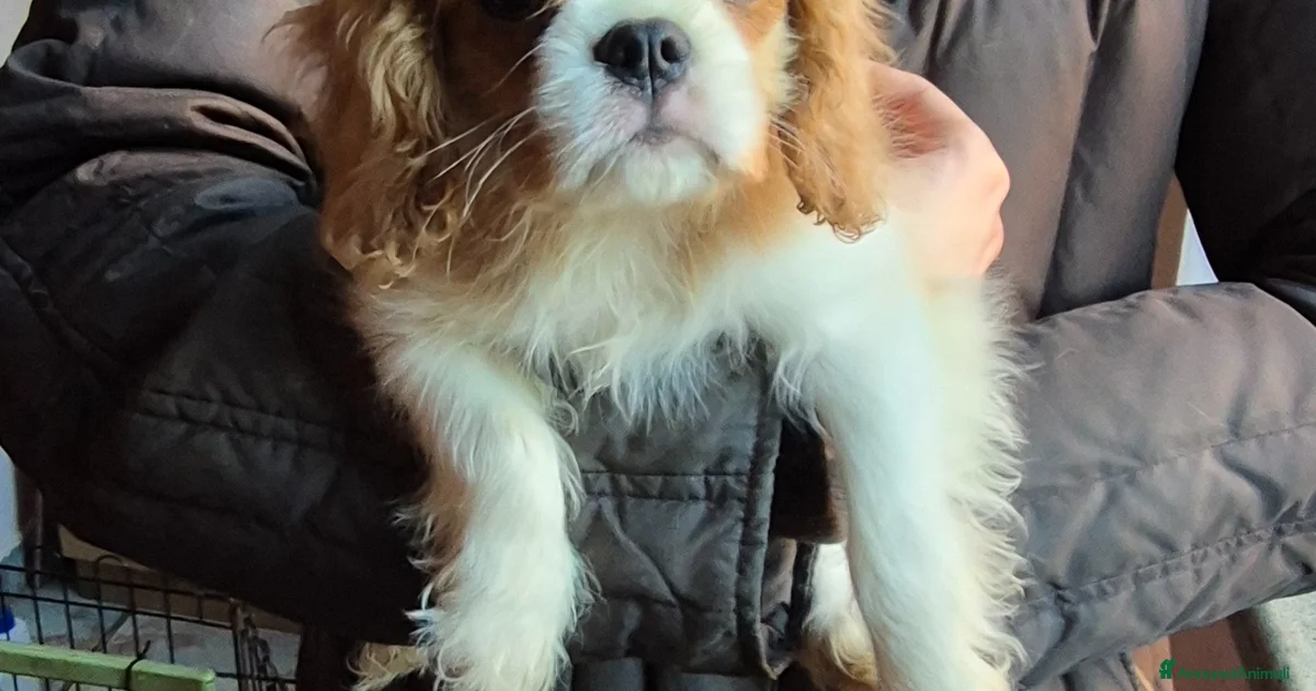 DUOWEI Cavalier King Charles Spaniel - Collana con ciondolo commemorativo a forma di cane, in metallo smaltato, per donne, bambini, ragazze, con catena in acciaio inossidabile, metallo smaltato DUOWEI Cavalier King Charles Spaniel - Collana con ciondolo commemorativo a forma di cane, in metallo smaltato, per donne, bambini, ragazze, con catena in acciaio inossidabile, metallo smaltato