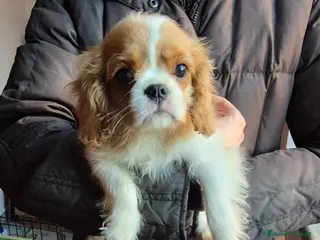 Cavalier King cani Cuccioli maschi di Cavalier king - Annuncio 1