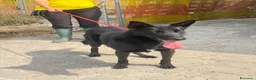 Meticcio cani in regalo: Alex  a Provincia di Parma - Annuncio 3