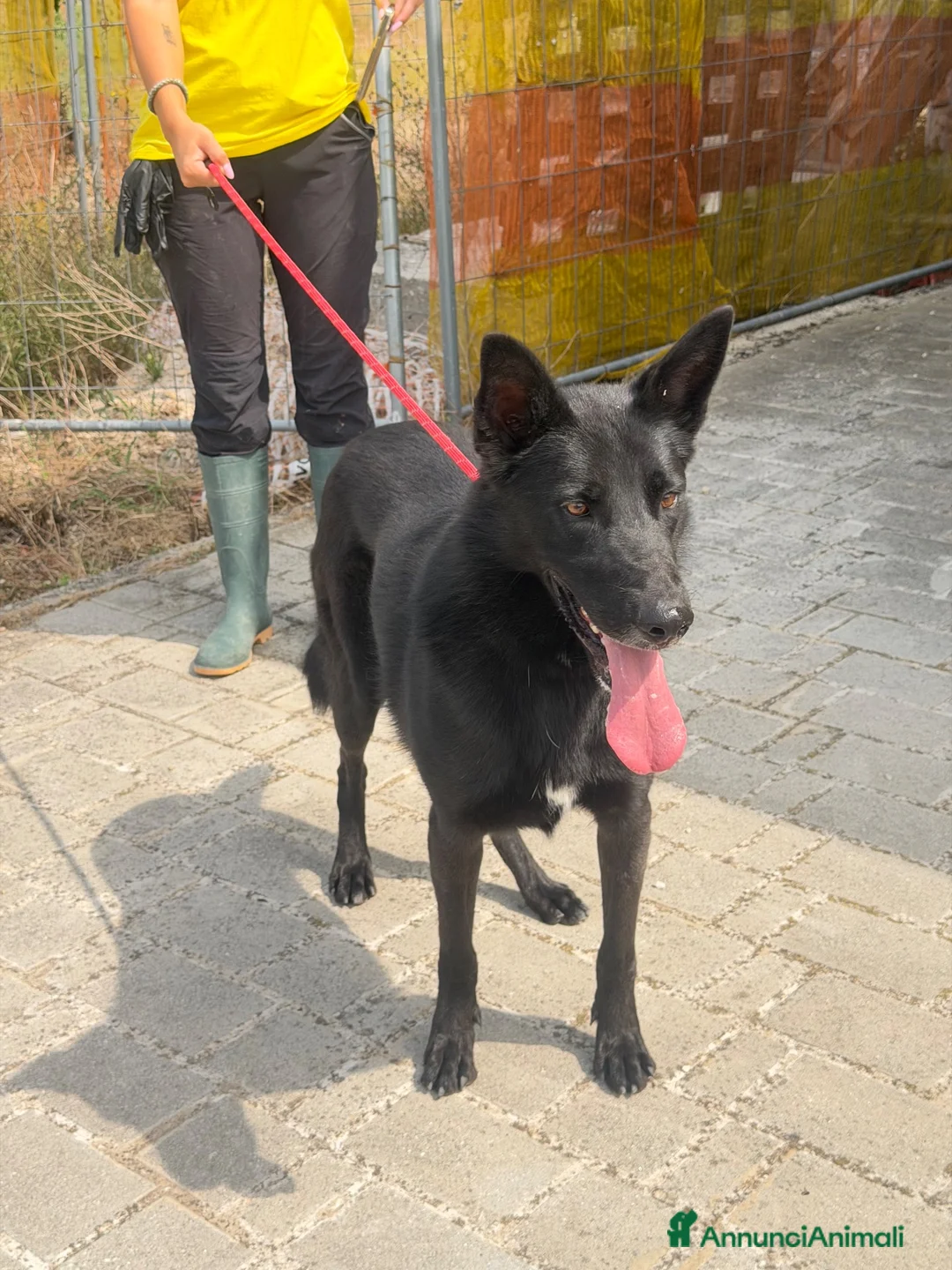 Meticcio cani in regalo: Alex  a Provincia di Parma - Annuncio 3