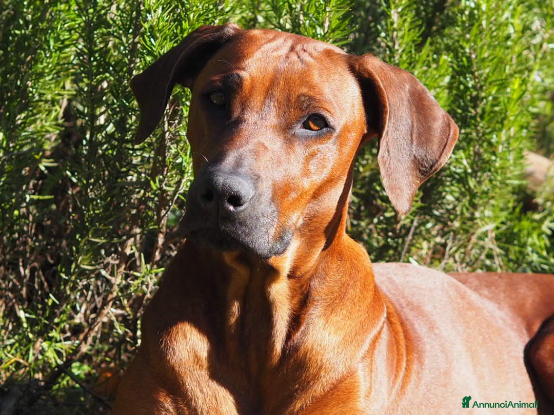 Rhodesian Ridgeback cani in vendita: Rhodesian Ridgeback cuccioli  - Annuncio 4