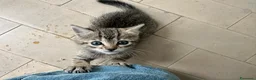 Meticcio gatti in regalo: Grey  - Annuncio 2