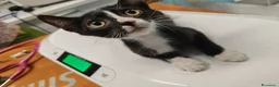 Meticcio gatti in regalo: 3 mesi, nata in casa, mamma FIV FELV negativa  - Annuncio 4