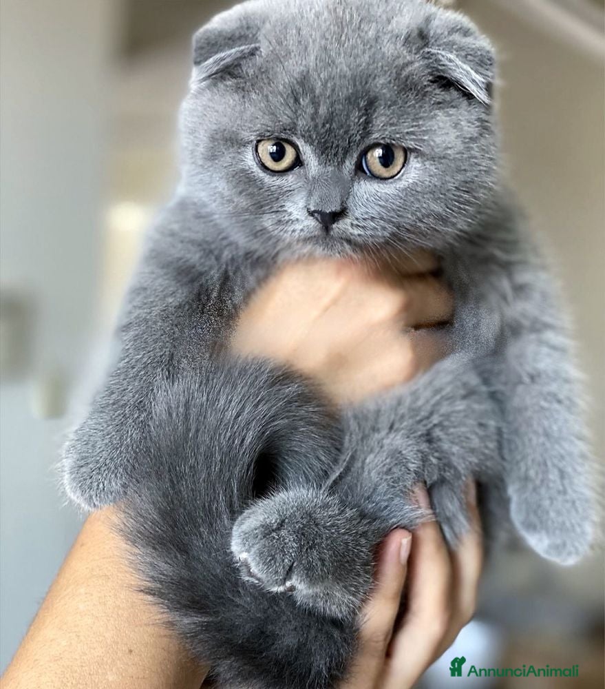 Scottish gatti Scottish  - Annuncio 9