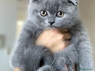 Scottish gatti Scottish - Annuncio 9