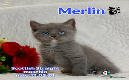 Scottish gatti in vendita: Scottish Straight bellezza rara  a Città Metropolitana di Torino - Immagine 2