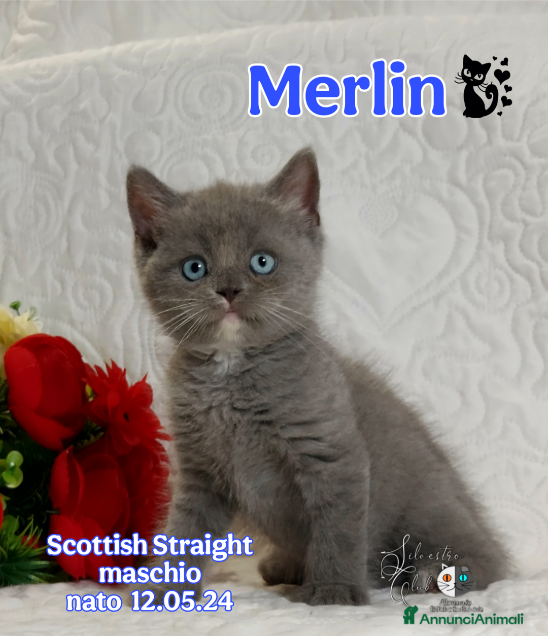 Scottish gatti in vendita: Scottish Straight bellezza rara  a Città Metropolitana di Torino - Immagine 2