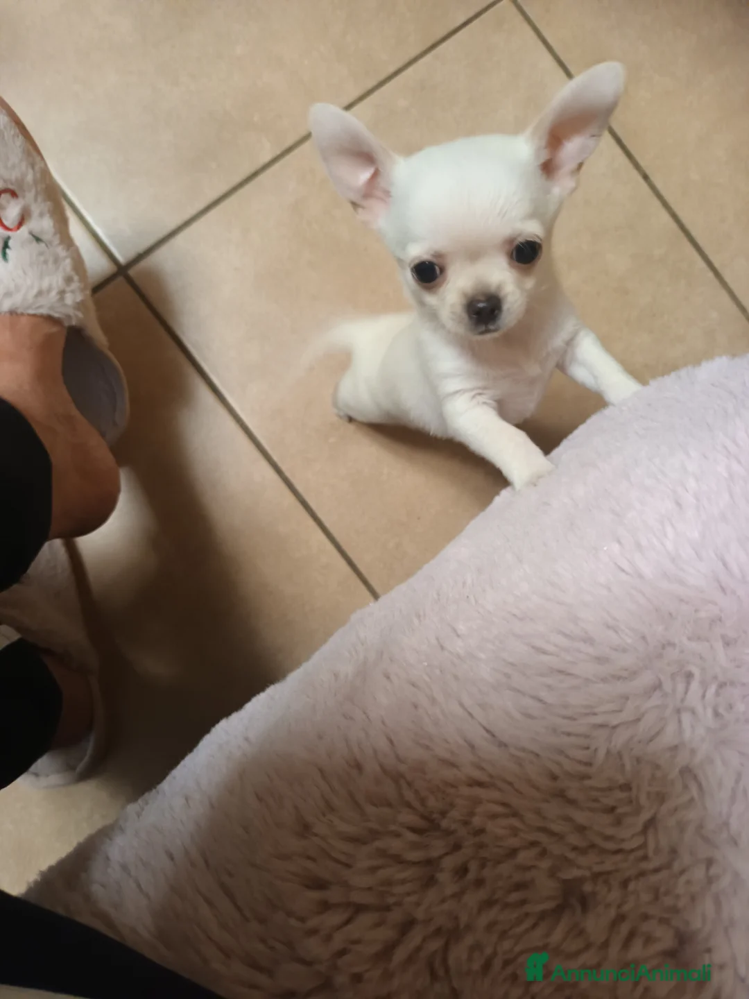 Chihuahua cani in vendita: Chihuahua con pedigree maschietti  - Annuncio 2