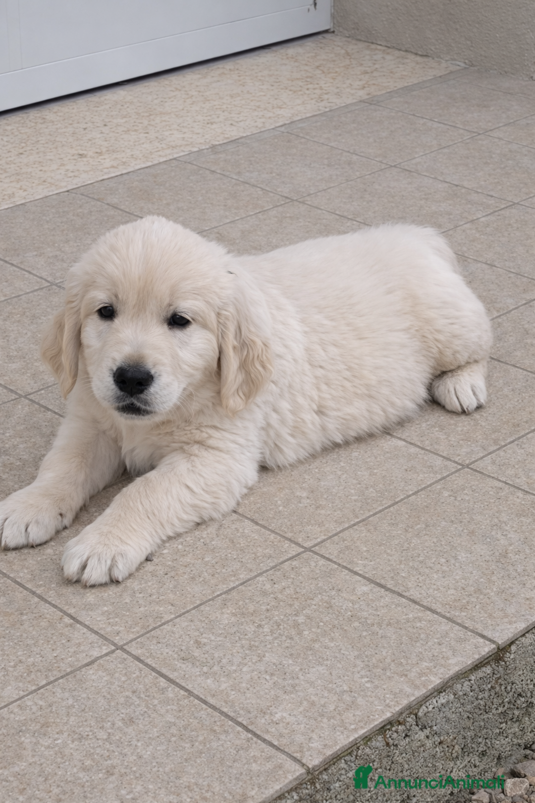 Golden Retriever cani in vendita: Cuccioli di Golden Retriever  - Annuncio 2