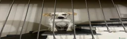 Meticcio cani in regalo: Regalo Cane Meticcio  - Annuncio 5