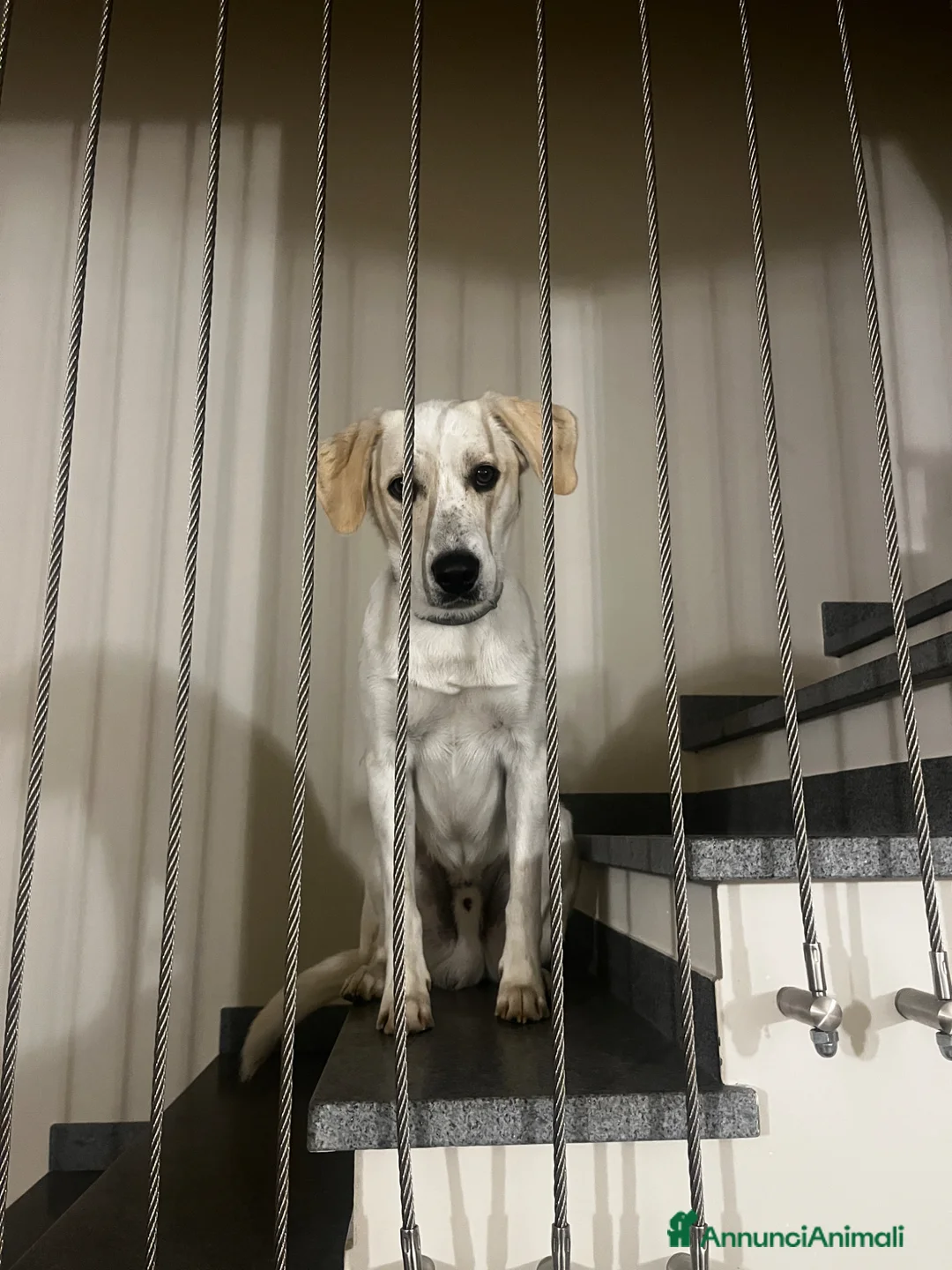 Meticcio cani in regalo: Regalo Cane Meticcio  - Annuncio 5