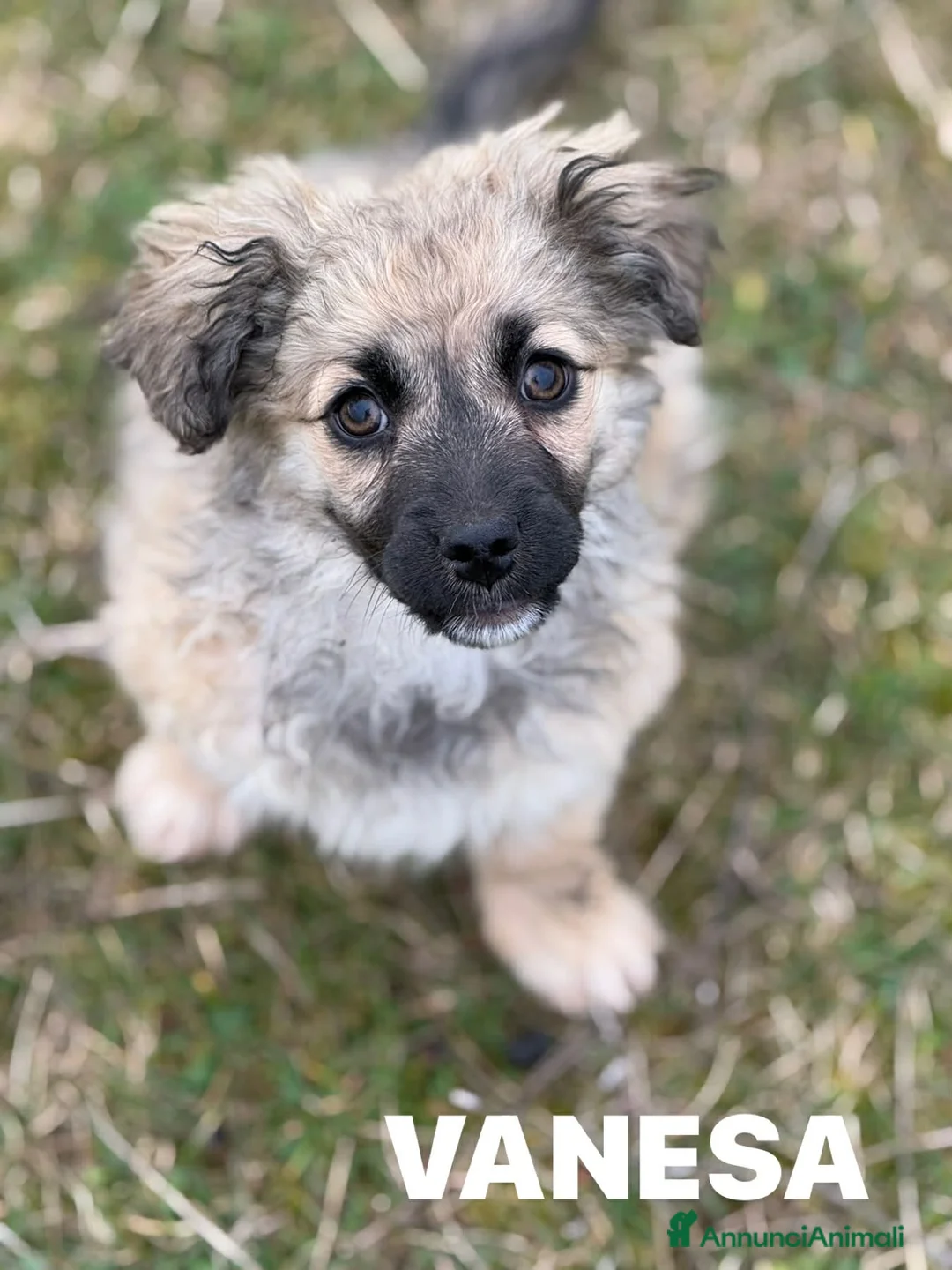 Meticcio cani in regalo: VANESA, cucciola TG PICCOLA super coccolona - Annuncio 2