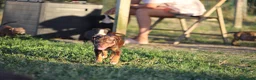 Pitbull cani in vendita: Cuccioli Pit Bull con pedigree anche a rate - Annuncio 18