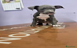 American Staffordshire cani in vendita: Cuccioli di Americanstaffordshire Terrier Bluenose a Città metropolitana di Roma Capitale - Immagine 3