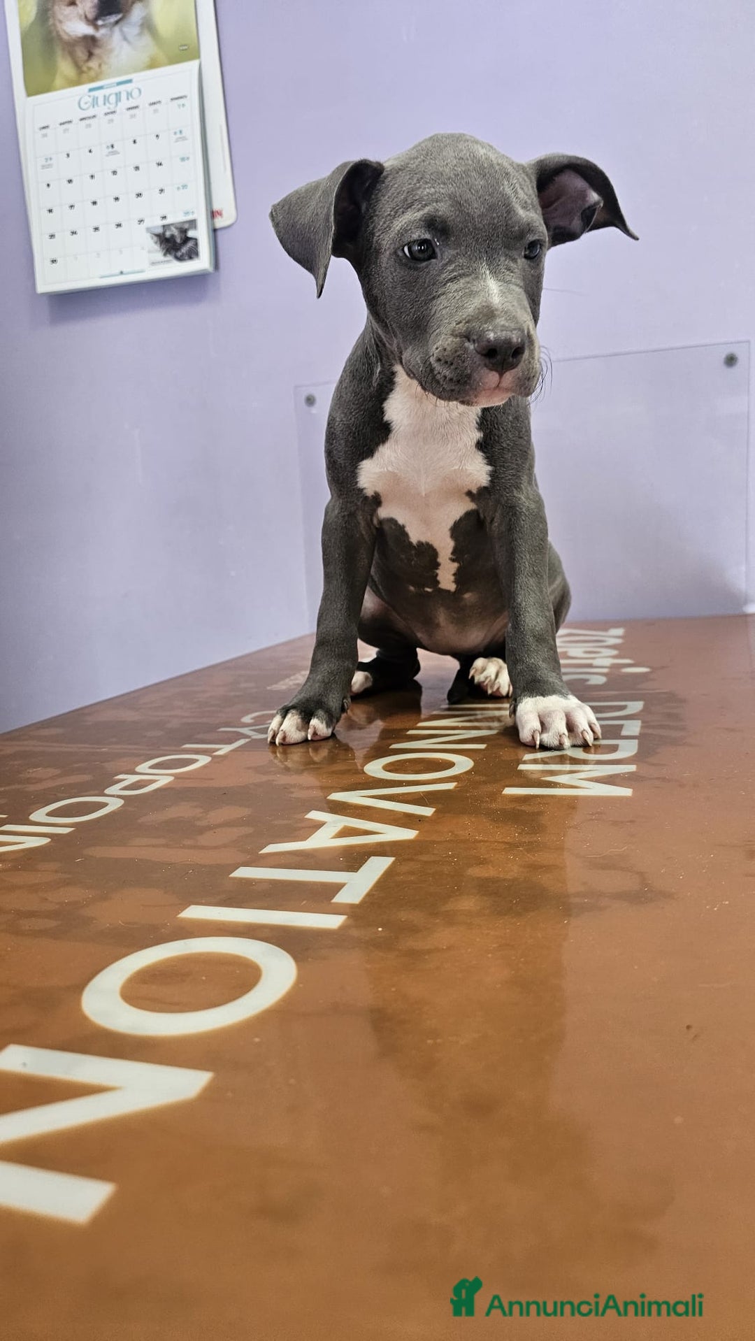 American Staffordshire cani in vendita: Cuccioli di Americanstaffordshire Terrier Bluenose a Città metropolitana di Roma Capitale - Immagine 3