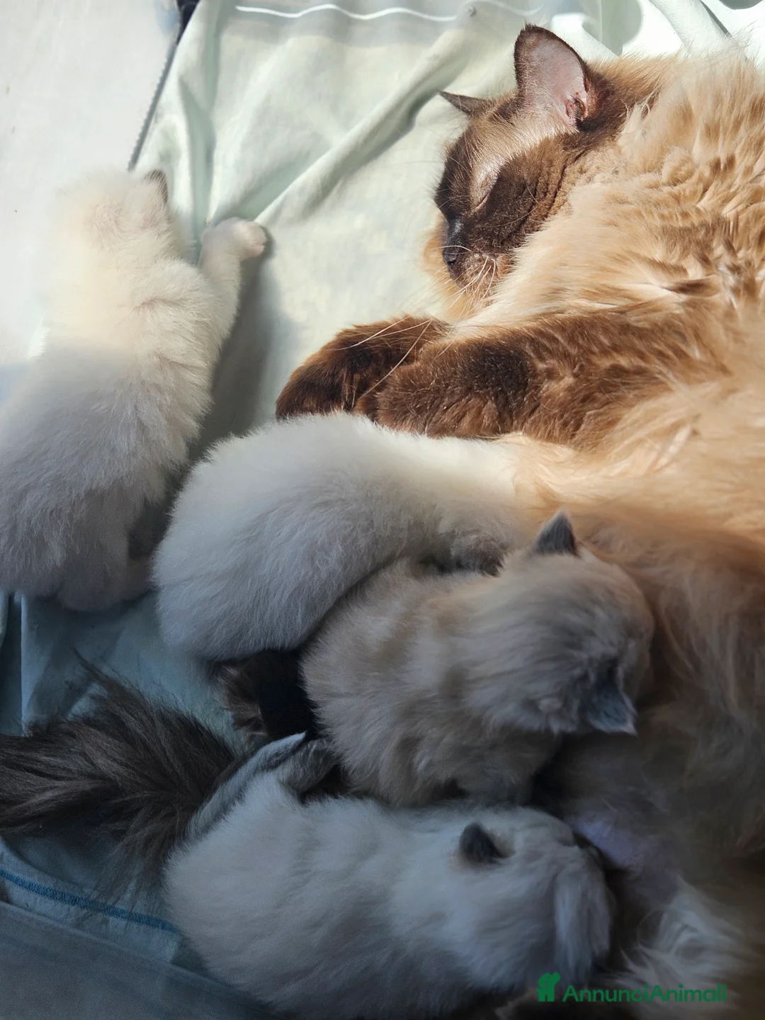 Ragdoll gatti in vendita: Meravigliosa cucciolata Ragdoll  - Annuncio 6