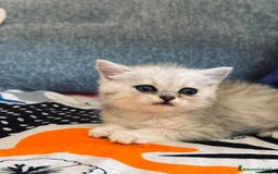 Altre razze gatti in vendita: Scottish fold straight - Immagine 4