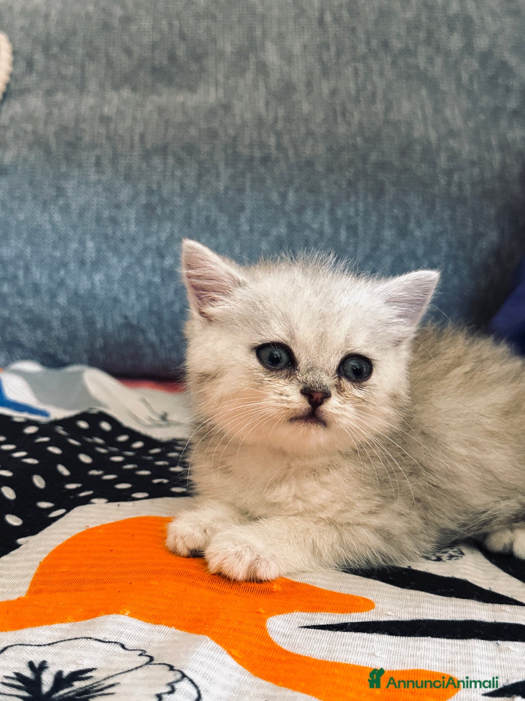 Altre razze gatti in vendita: Scottish fold straight - Immagine 4