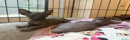 Sphynx gatti in vendita: Cuccioli di canadian sphynz a Città metropolitana di Milano - Annuncio 2