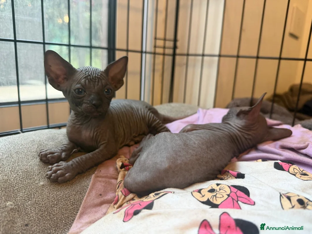 Sphynx gatti in vendita: Cuccioli di canadian sphynz a Città metropolitana di Milano - Annuncio 2
