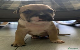 American Staffordshire cani in vendita: Cuccioli amstaff pitbull a Provincia del Verbano-Cusio-Ossola - Immagine 6