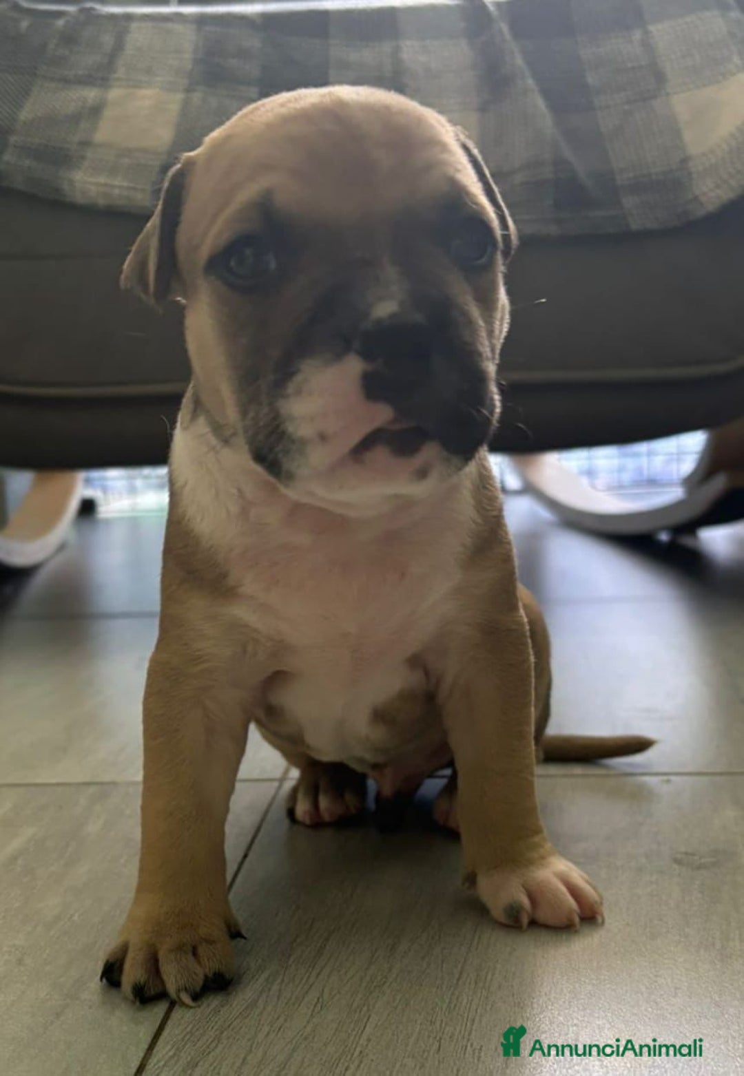 American Staffordshire cani in vendita: Cuccioli amstaff pitbull a Provincia del Verbano-Cusio-Ossola - Immagine 6